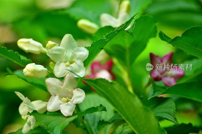 Weigela coraeensis花